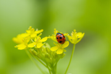 菜の花畑をよく見るとてんとう虫が止まっていた。赤と黄色のコントラストが綺麗
