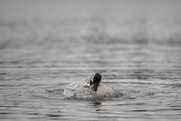 Fototapeta premium Eine Kanadagans beim Baden