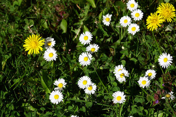 Fototapeta premium Daisies in the grass