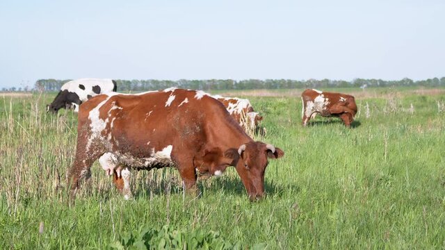 Herd of Dairy Cows Graze in a Beautiful Meadow, Eat Green Grass. Many spotted, brown, black farm animals. Fresh herb, as a source of delicious milk. Cows are numbered in the punctured ear. Zoom.