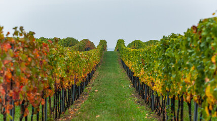 Fototapeta na wymiar autumn vineyard rows