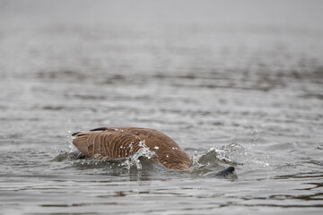 Fototapeta premium Eine Kanadagans beim Baden