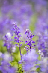 Purple lavender in full bloom