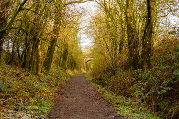 Woodland trail along the old Dumfries and Galloway Railway line, Scotland