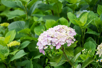 紫陽花の季節