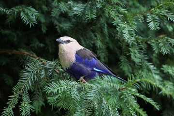 A blue-bellied roller in a tree