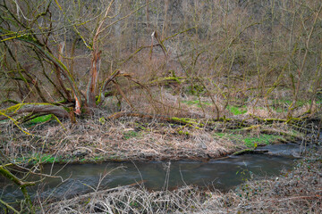 Bachlauf in einem Bruchwald