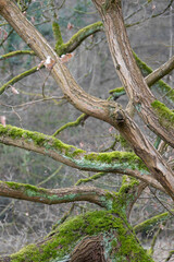 Moosbewachsene Äste und Zweige eines Baums