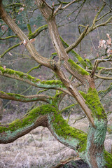 Moosbewachsene Äste und Zweige eines Baums