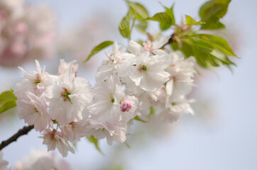 Obraz premium Closeup shot of sakura white flowers with leaves on branch, cherry blossoms in spring