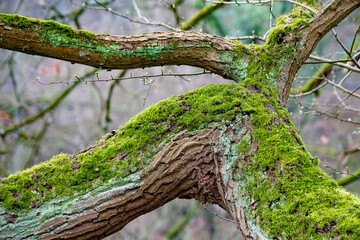 Moosbewachsene Äste und Zweige eines Baums