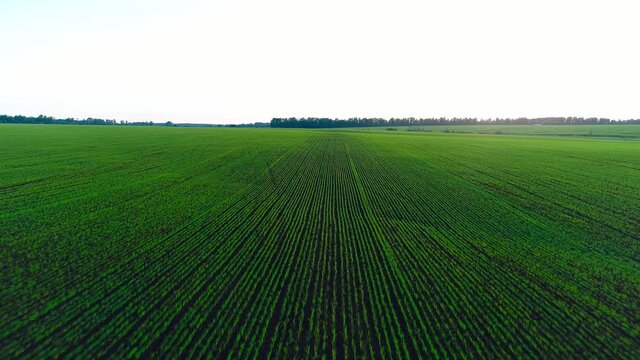 Aerial video of an agricultural field with young wheat or rye