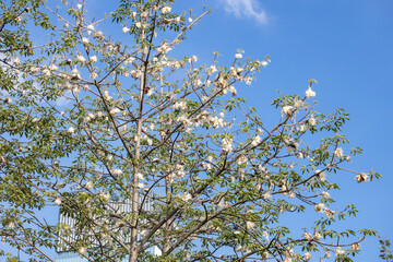 Different kapok falling in summer
