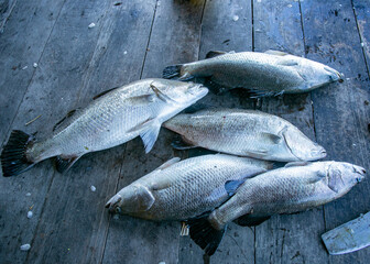 fresh fish on the market