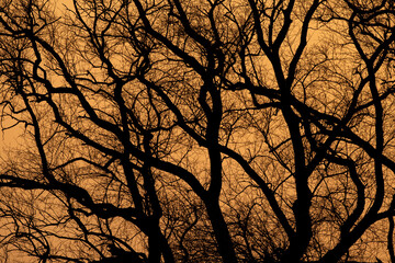 Baumsilhouetten bei Sonnenaufgang