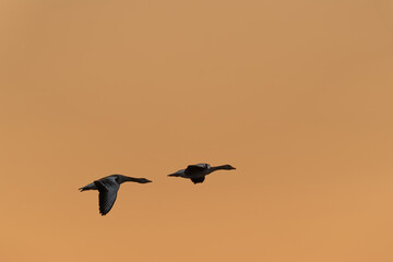 Zwei Gänse fliegen im Sonnenaufgang