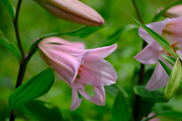 タイトル : 世界中で愛されているゆりの花。庭のガーデニングで楽しむ。花言葉は「純潔」「威厳」「無垢」