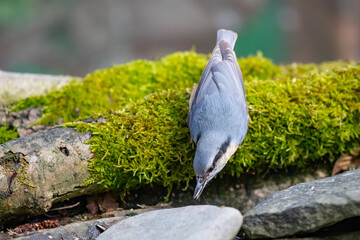 Kleiber (Sitta europaea)