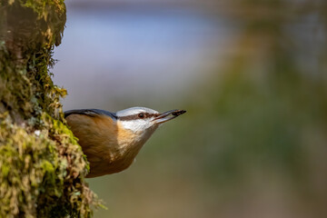 Kleiber (Sitta europaea)