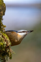 Kleiber (Sitta europaea)