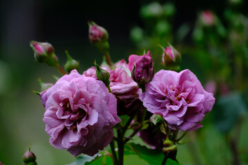 庭に咲くピンクの薔薇。花びらとつぼみの組み合わせ。ピンクのばらの花言葉は「しとやか」「上品」「感銘」「つぼみ」