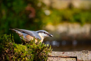 Kleiber (Sitta europaea)
