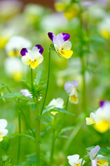 Obraz na płótnie Canvas 神戸布引ハーブ園の三色すみれ、ワイルドパンジー。紫、黄、白の三色を一花に持ち、小さな愛らしい花が目を引く。花は砂糖漬けにしてデザートの飾りにする。