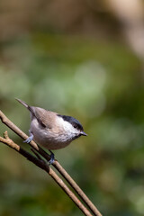 Naklejka premium Sumpfmeise (Parus palustris)