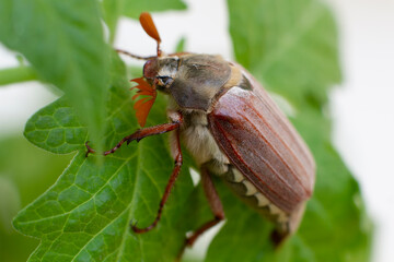 Chafer. May beetle sitting on green leaves of a plant