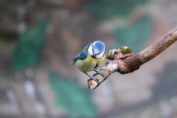 Blaumeise (Parus caerulus)