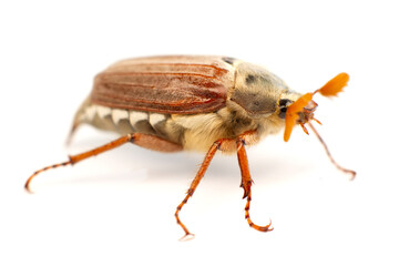 Chafer isolated on white background. .Beetle standing on its paws