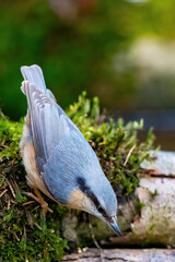 Kleiber (Sitta europaea)