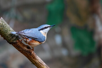 Kleiber (Sitta europaea)
