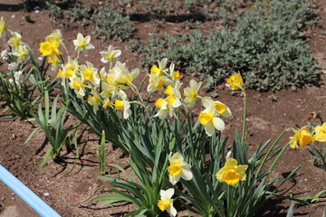 春の花壇に咲くラッパスイセンの黄色い花
