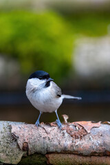 Sumpfmeise (Parus palustris)