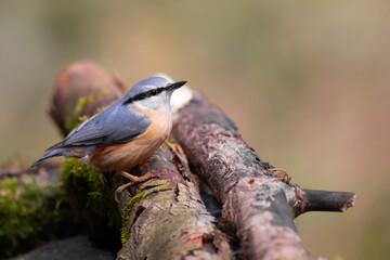 Kleiber (Sitta europaea)