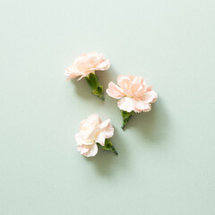 Naklejka na ściany i meble Pastel pink carnation flowers on green background. flat lay, top view, copy space