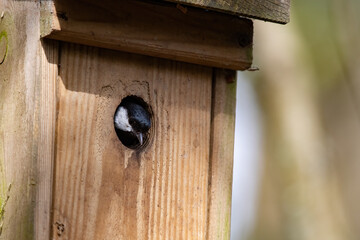 Eine Kohlmeise (Parus major) schaut aus dem Meisenkasten