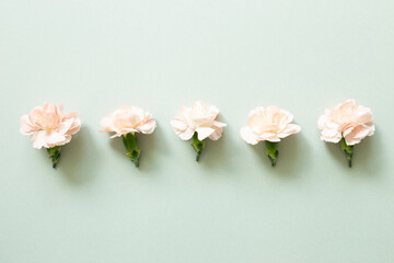 Pastel pink carnation flowers on green background. flat lay, top view, copy space
