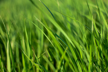 Obraz premium Young, green grass in the meadow, field, close-up. National background. Concept spring or summer.