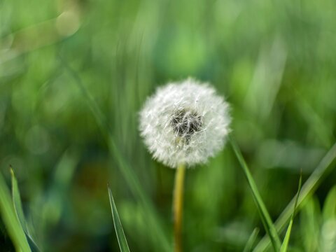 Faded, fluffy dandelion on a blurred natural background, close-up.