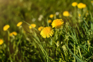 Bright yellow dandelion flowers on a natural, blurred background, close-up.