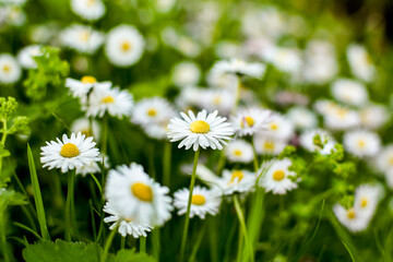 Lawn with blooming daisies, blurred green natural background. Concept for spring or summer.