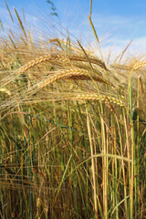 Wheat changing from green to gold in a field in rural Germany on a sunny summer day.