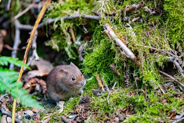 Eine Waldwühlmaus beim fressen von Körnern