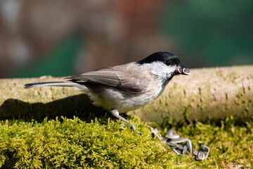 Fototapeta premium Sumpfmeise (Parus palustris)