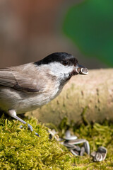 Sumpfmeise (Parus palustris)