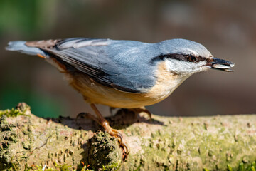 Kleiber (Sitta europaea)