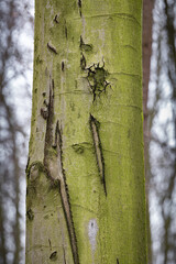 Buchenrinde mit verheilten Wunden