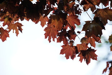 Rote Ahorn Blätter im Gegenlicht